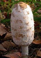 The fresh mushroom is white with matted clumps of brown fibers. 